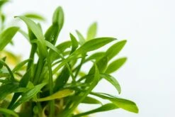 1-2-GROW! Zwerg-Wasserkelch / Cryptocoryne Parva 7 1-2-GROW! Zwerg-Wasserkelch / Cryptocoryne Parva -Pflanzen Serien Rabatt oD106TC T 1 3