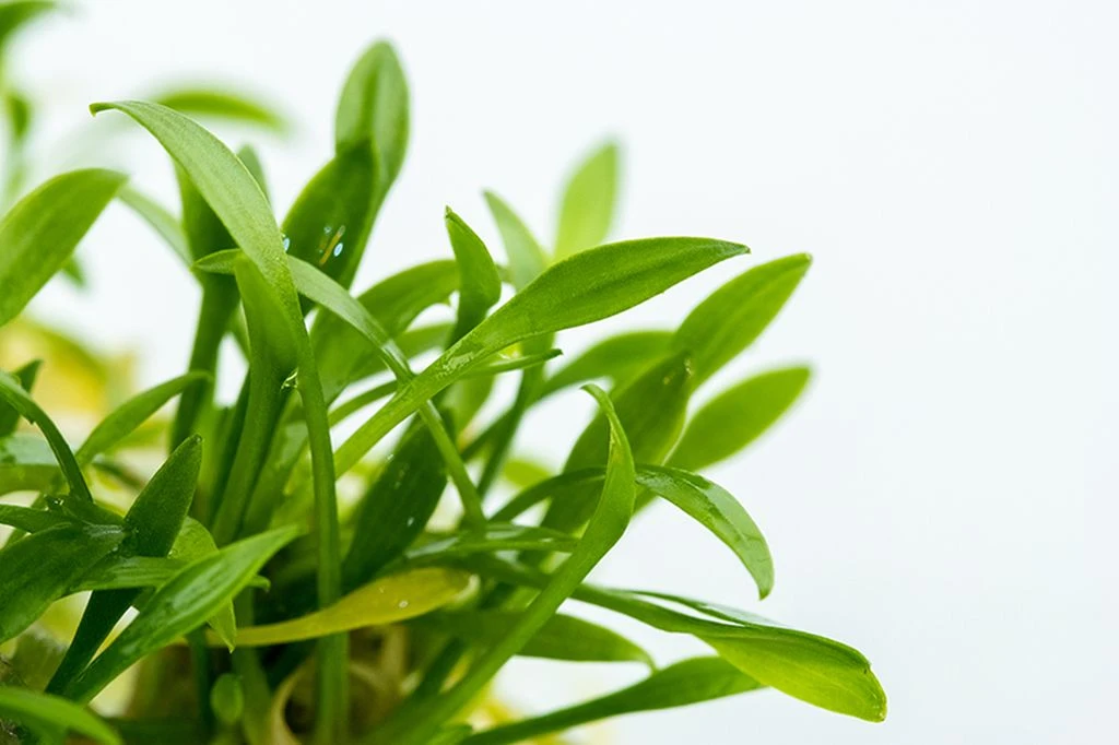 1-2-GROW! Zwerg-Wasserkelch / Cryptocoryne Parva 5 1-2-GROW! Zwerg-Wasserkelch / Cryptocoryne Parva – Bild 3