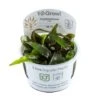 1-2-GROW! Cryptocoryne Nurii -Pflanzen Serien Rabatt oD126TC T 1