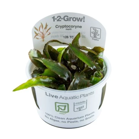 1-2-GROW! Cryptocoryne Nurii 3 1-2-GROW! Cryptocoryne Nurii