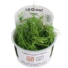 1-2-GROW! Kriechende Binse / Juncus Repens Von TROPICA 1 1-2-GROW! Kriechende Binse / Juncus Repens Von TROPICA -Pflanzen Serien Rabatt oD133FTC T 1