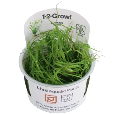 1-2-GROW! Kriechende Binse / Juncus Repens Von TROPICA 3 1-2-GROW! Kriechende Binse / Juncus Repens Von TROPICA