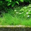 1-2-GROW! Nadelsimse / Eleocharis Acicularis Von TROPICA 1 1-2-GROW! Nadelsimse / Eleocharis Acicularis Von TROPICA -Pflanzen Serien Rabatt oD133TC T 1 1