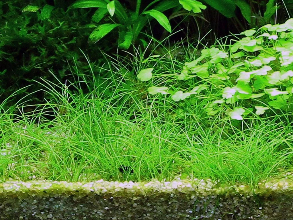 1-2-GROW! Nadelsimse / Eleocharis Acicularis Von TROPICA 3 1-2-GROW! Nadelsimse / Eleocharis Acicularis Von TROPICA