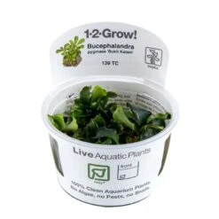 1-2-GROW! Bucephalandra Pygmaea 'Bukit Kelam' Von TROPICA -Pflanzen Serien Rabatt oD139TC T 1 2