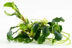 1-2-GROW! Bucephalandra Pygmaea 'Bukit Kelam' Von TROPICA -Pflanzen Serien Rabatt oD139TC T 1 3