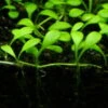 1-2-GROW! Australisches Zungenblatt / Glossostigma Elatinoides Von TROPICA -Pflanzen Serien Rabatt oD45ATC T 1 1