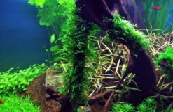 Stachelmoos / Taxiphyllum Spec. Spiky-Moos In Einer 125 Ml Moos Dose -Pflanzen Serien Rabatt oD 003G T 1 2