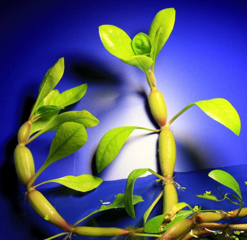 Kleines Schwimmendes Papageienblatt / Alternanthera Aquatica "mini" 4 Kleines Schwimmendes Papageienblatt / Alternanthera Aquatica "mini" – Bild 2