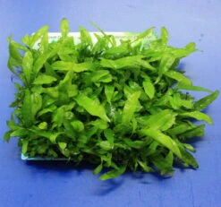 Green-Wall XL Javafarn / Microsorum Pteropus Auf Matte Ca. 170x140 Mm -Pflanzen Serien Rabatt oM43A SG 1 2