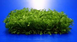 Green-Wall XL Gekräuseltes Javafarn / Microsorum Pt. Windelov Auf Matte Ca. 170x140 Mm 8 Green-Wall XL Gekräuseltes Javafarn / Microsorum Pt. Windelov Auf Matte Ca. 170x140 Mm -Pflanzen Serien Rabatt oM43W SG 1 4