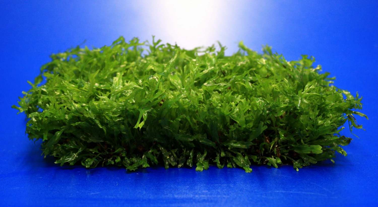 Green-Wall XL Gekräuseltes Javafarn / Microsorum Pt. Windelov Auf Matte Ca. 170x140 Mm 4 Green-Wall XL Gekräuseltes Javafarn / Microsorum Pt. Windelov Auf Matte Ca. 170x140 Mm – Bild 2