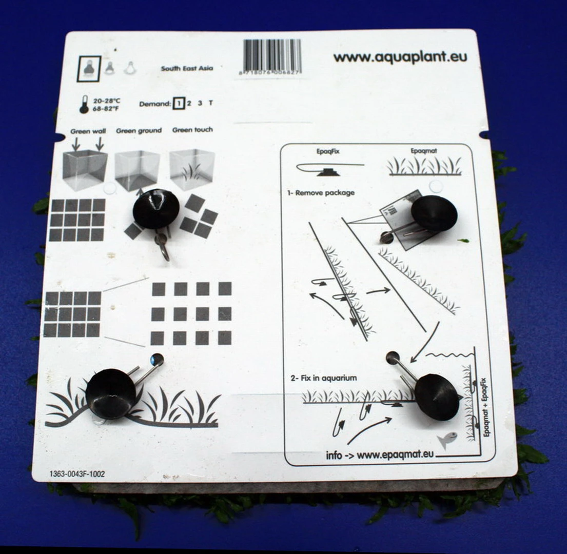 Green-Wall XL Gekräuseltes Javafarn / Microsorum Pt. Windelov Auf Matte Ca. 170x140 Mm 5 Green-Wall XL Gekräuseltes Javafarn / Microsorum Pt. Windelov Auf Matte Ca. 170x140 Mm – Bild 3
