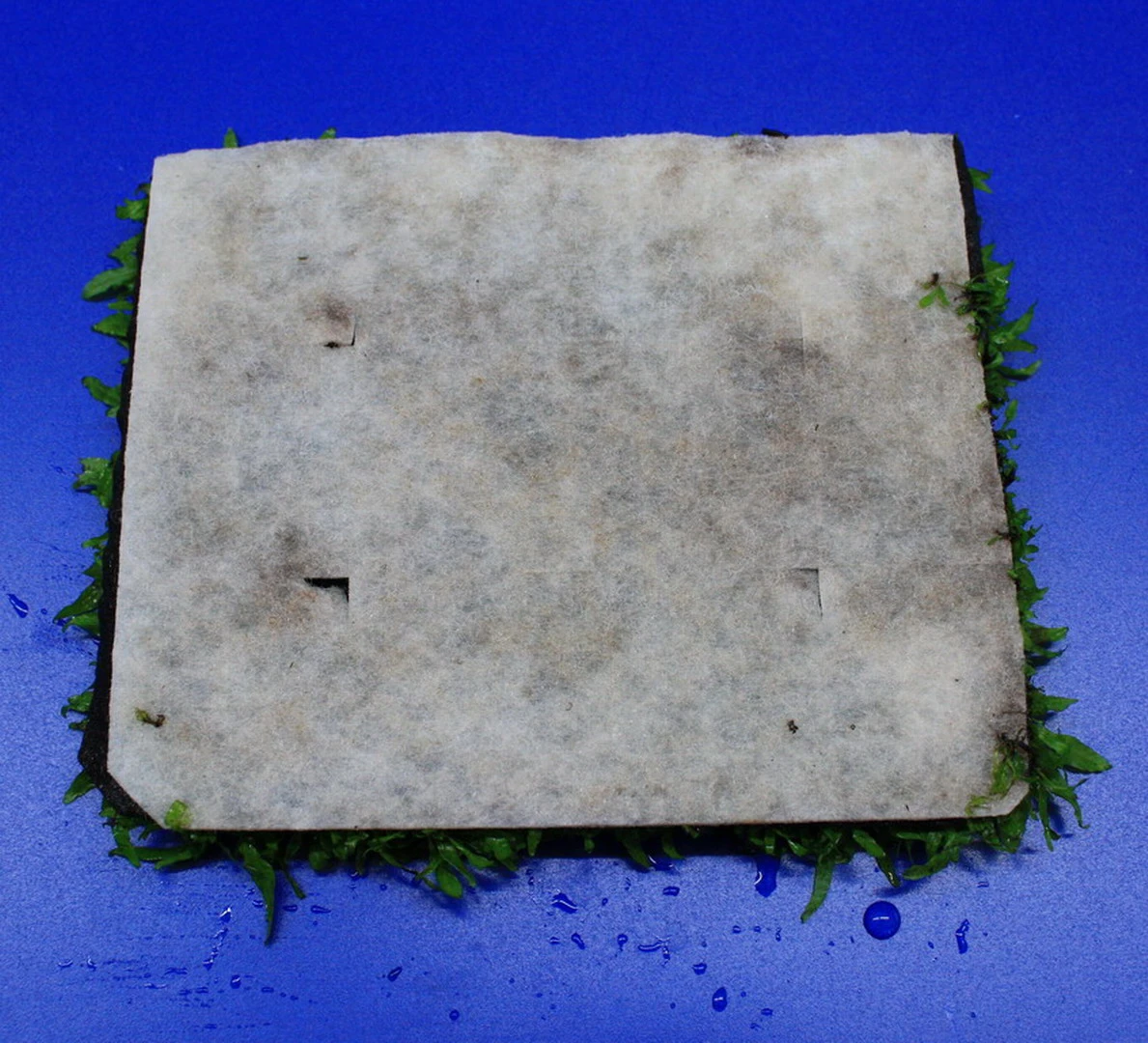 Green-Wall XL Gekräuseltes Javafarn / Microsorum Pt. Windelov Auf Matte Ca. 170x140 Mm 6 Green-Wall XL Gekräuseltes Javafarn / Microsorum Pt. Windelov Auf Matte Ca. 170x140 Mm – Bild 4