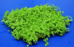 Großes Perlenkraut Schöne Dichte Matte 12x10 Cm / Micranthemum Umbrosum 5 Großes Perlenkraut Schöne Dichte Matte 12x10 Cm / Micranthemum Umbrosum -Pflanzen Serien Rabatt oM 10906ST 1 2
