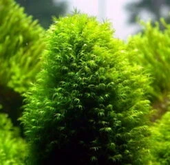 Fissidens Fontanus / Phoenix Moss Gitter - Moos Pad 6 Fissidens Fontanus / Phoenix Moss Gitter - Moos Pad -Pflanzen Serien Rabatt oM 4029LL 1 4