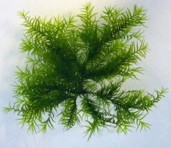 Fissidens Fontanus / Phoenix Moss Gitter - Moos Pad 7 Fissidens Fontanus / Phoenix Moss Gitter - Moos Pad -Pflanzen Serien Rabatt oM 4029LL 1 6