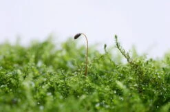 Dennerle Triangelmoos / Cratonneuron Filicinum Auf Gitter - Pad -Pflanzen Serien Rabatt oM 927DE 1 2