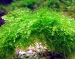 Dennerle Triangelmoos / Cratonneuron Filicinum Auf Gitter - Pad -Pflanzen Serien Rabatt oM 927DE 1 3