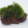 Kleiner Lavastein Mit Mini Korallenmoos / Riccardia Chamedryfolia