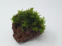 Kleiner Lavastein Mit Mini Korallenmoos / Riccardia Chamedryfolia -Pflanzen Serien Rabatt oS1626Km 1 4