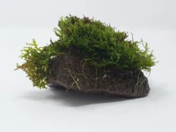 Kleiner Lavastein Mit Mini Korallenmoos / Riccardia Chamedryfolia -Pflanzen Serien Rabatt oS1626Km 1 6