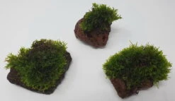 Kleiner Lavastein Mit Mini Korallenmoos / Riccardia Chamedryfolia -Pflanzen Serien Rabatt oS1626Km 1 8