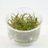 InVitro Willi's Wasserkelch / Cryptocoryne Willisii
