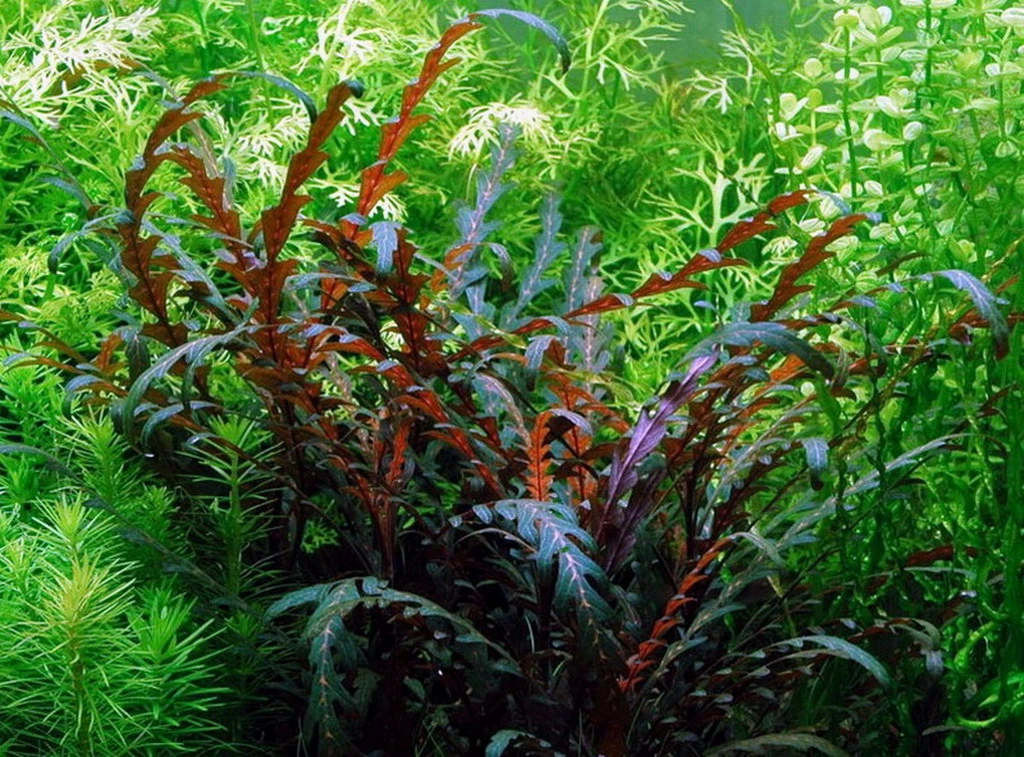In-Vitro Fiederspaltiger Wasserfreund / Hygrophila Pinnatifida 3 In-Vitro Fiederspaltiger Wasserfreund / Hygrophila Pinnatifida