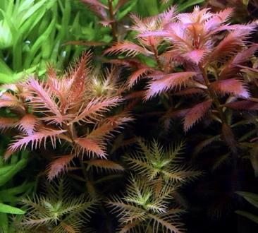 XL In-Vitro Meerjungfrauenpflanze / Proserpinaca Palustris 3 XL In-Vitro Meerjungfrauenpflanze / Proserpinaca Palustris