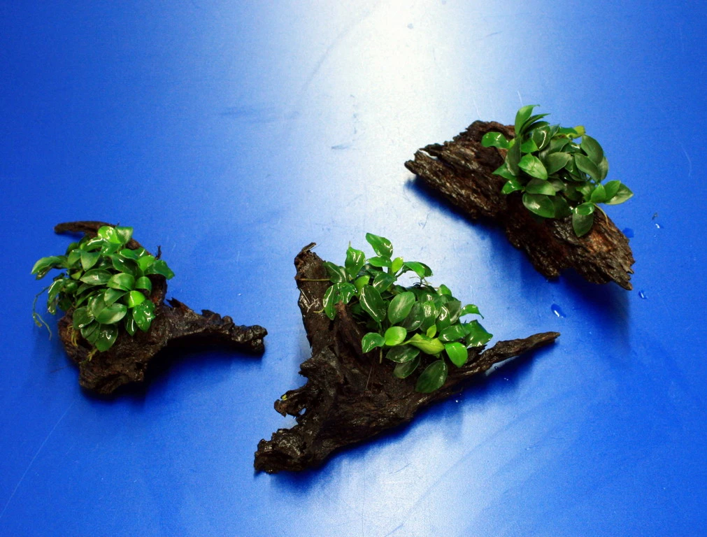 Anubias 'Petite' Oder 'Bonsai' Auf Einer Wurzel / Kleinstes Zwergspeerblatt 3 Anubias 'Petite' Oder 'Bonsai' Auf Einer Wurzel / Kleinstes Zwergspeerblatt