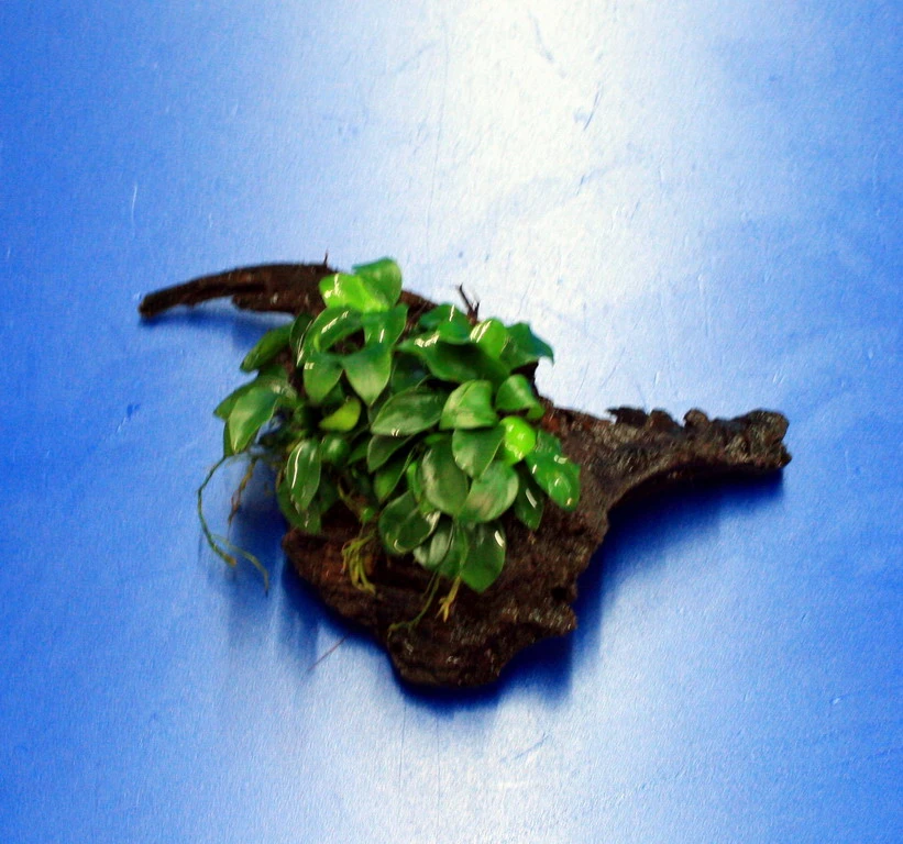 Anubias 'Petite' Oder 'Bonsai' Auf Einer Wurzel / Kleinstes Zwergspeerblatt 4 Anubias 'Petite' Oder 'Bonsai' Auf Einer Wurzel / Kleinstes Zwergspeerblatt – Bild 2
