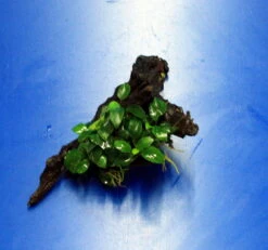 Anubias 'Petite' Oder 'Bonsai' Auf Einer Wurzel / Kleinstes Zwergspeerblatt 8 Anubias 'Petite' Oder 'Bonsai' Auf Einer Wurzel / Kleinstes Zwergspeerblatt -Pflanzen Serien Rabatt oW 285DE 1 5