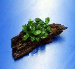 Anubias 'Petite' Oder 'Bonsai' Auf Einer Wurzel / Kleinstes Zwergspeerblatt 9 Anubias 'Petite' Oder 'Bonsai' Auf Einer Wurzel / Kleinstes Zwergspeerblatt -Pflanzen Serien Rabatt oW 285DE 1 6