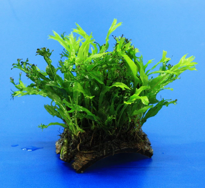 Mini Kokosnuss-Brücke Mit Javafarn WINDELOV / Microsorum Pteropus Windelov 3 Mini Kokosnuss-Brücke Mit Javafarn WINDELOV / Microsorum Pteropus Windelov