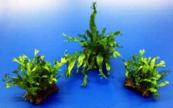 Mini Kokosnuss-Brücke Mit Javafarn WINDELOV / Microsorum Pteropus Windelov 5 Mini Kokosnuss-Brücke Mit Javafarn WINDELOV / Microsorum Pteropus Windelov -Pflanzen Serien Rabatt oW SP006BL 1 2