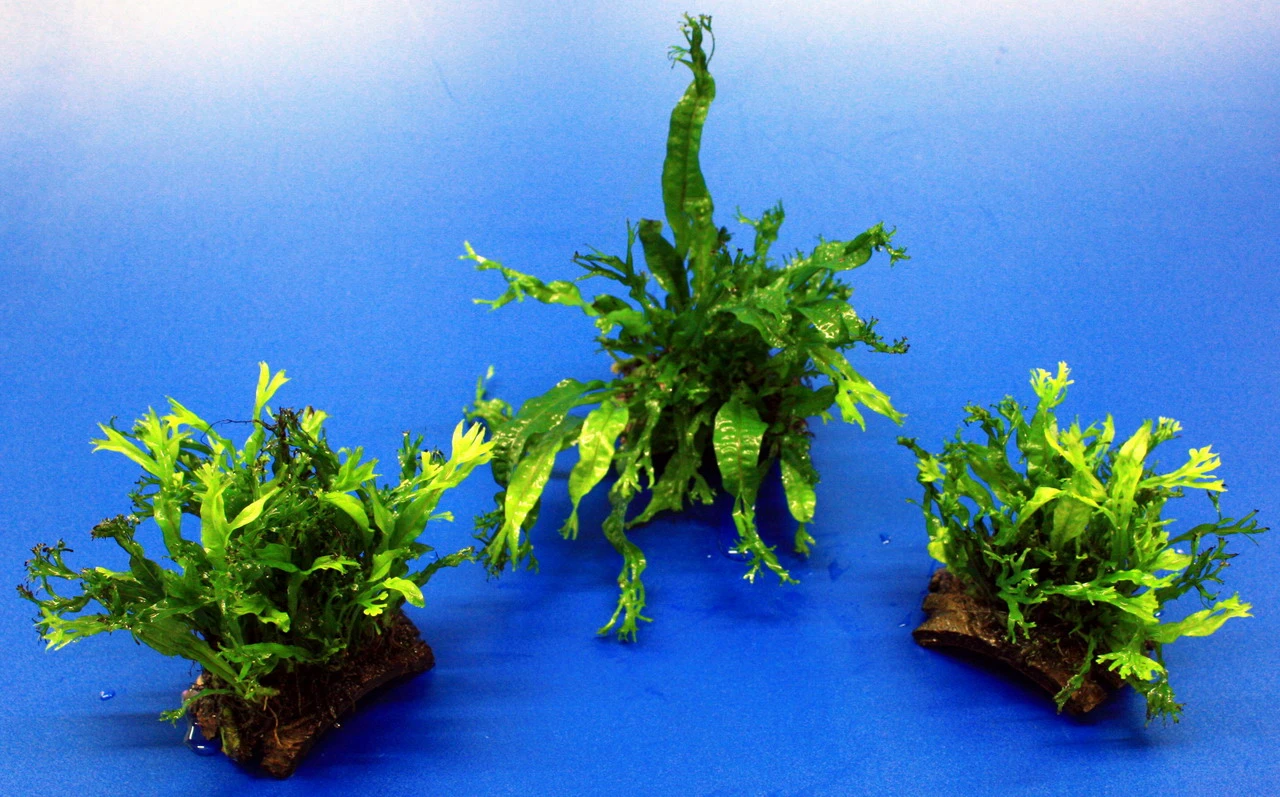 Mini Kokosnuss-Brücke Mit Javafarn WINDELOV / Microsorum Pteropus Windelov 4 Mini Kokosnuss-Brücke Mit Javafarn WINDELOV / Microsorum Pteropus Windelov – Bild 2