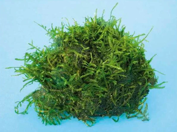 Stachelmoos / Taxiphyllum Spec. Spiky-Moos Auf Lava-Stein 3 Stachelmoos / Taxiphyllum Spec. Spiky-Moos Auf Lava-Stein