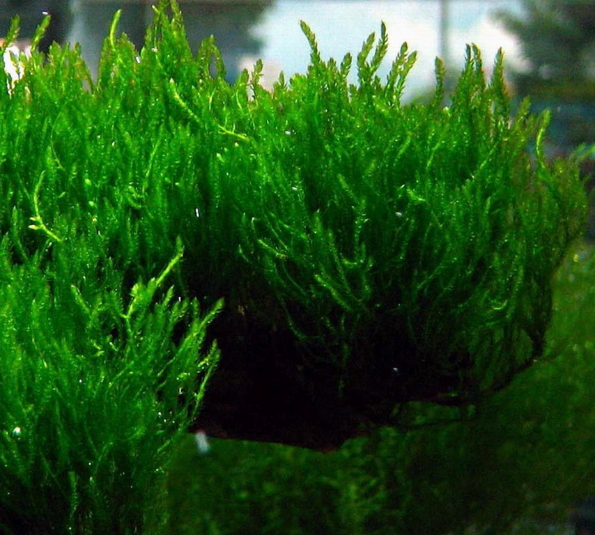 In-Vitro Flammenmoos / Taxiphyllum Spec. Flame, Moos 3 In-Vitro Flammenmoos / Taxiphyllum Spec. Flame, Moos