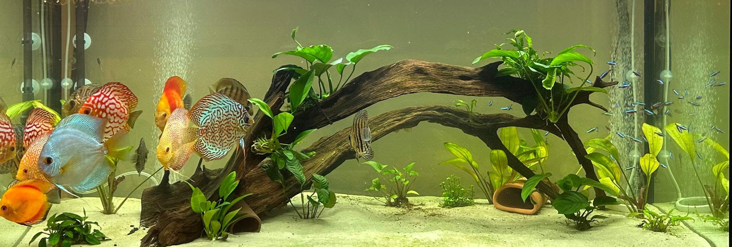 Pflanzen Serien Rabatt -Pflanzen Serien Rabatt 1