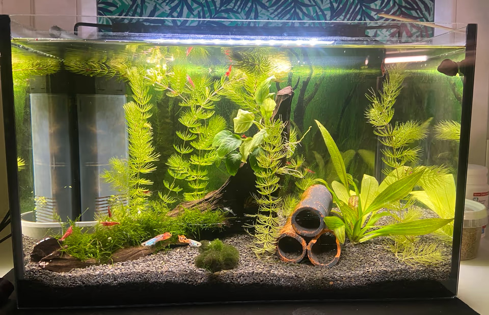 Pflanzen Serien Rabatt -Pflanzen Serien Rabatt 2