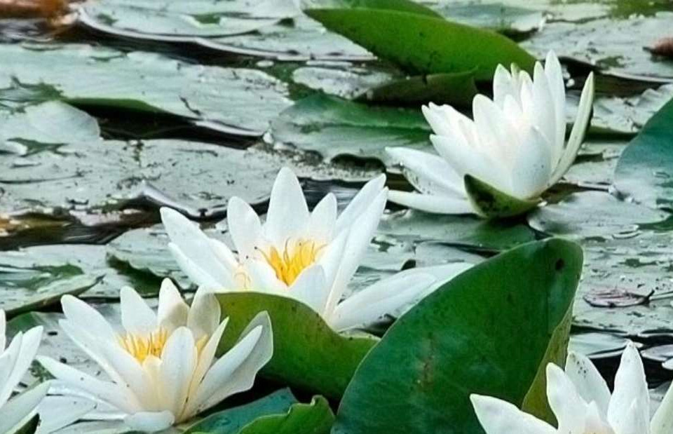 Pflanzen Serien Rabatt -Pflanzen Serien Rabatt 3